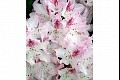 Orbloom11