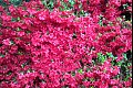 Orbloom12
