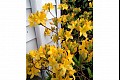 Orbloom16