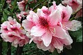 Orbloom17