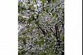 Orbloom18