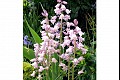 Orbloom20