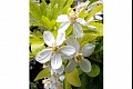 Orbloom22
