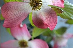 Pretty in Pink