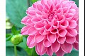 Summerflowers01
