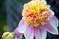 Summerflowers02
