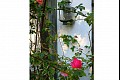 Summerflowers02
