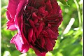 Summerflowers03