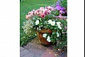 Summerflowers04