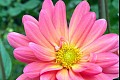 Summerflowers04