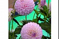 Summerflowers05