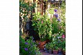 Summerflowers05