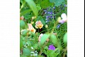 Summerflowers06