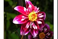 Summerflowers06