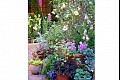 Summerflowers07