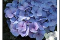 Summerflowers07
