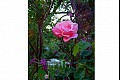 Summerflowers08