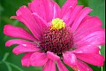 Summerflowers08