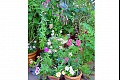 Summerflowers09