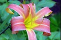 Summerflowers09