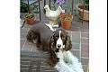 Summerflowers10