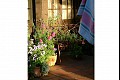 Summerflowers11