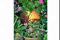 Summerflowers12