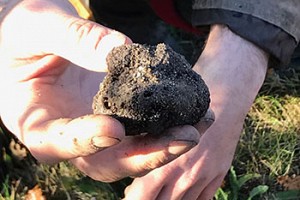 A Truffle Hunt to Remember
