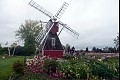 Tulips01