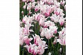 Tulips03