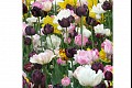 Tulips04