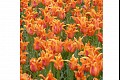 Tulips05