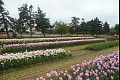 Tulips06