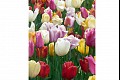 Tulips07