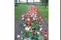 Tulips08