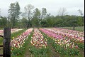 Tulips09