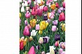 Tulips10