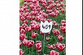 Tulips11