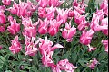 Tulips12