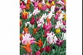Tulips13