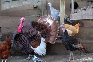 Heirloom Turkey Tale