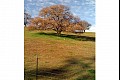 Vineyardwalk04