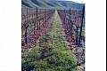 Vineyardwalk08
