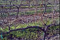 Vineyardwalk10