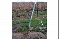 Vineyardwalk11