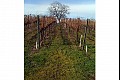 Vineyardwalk13
