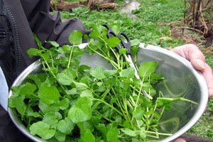 Stalking Wild Watercress
