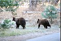 Yosemite18